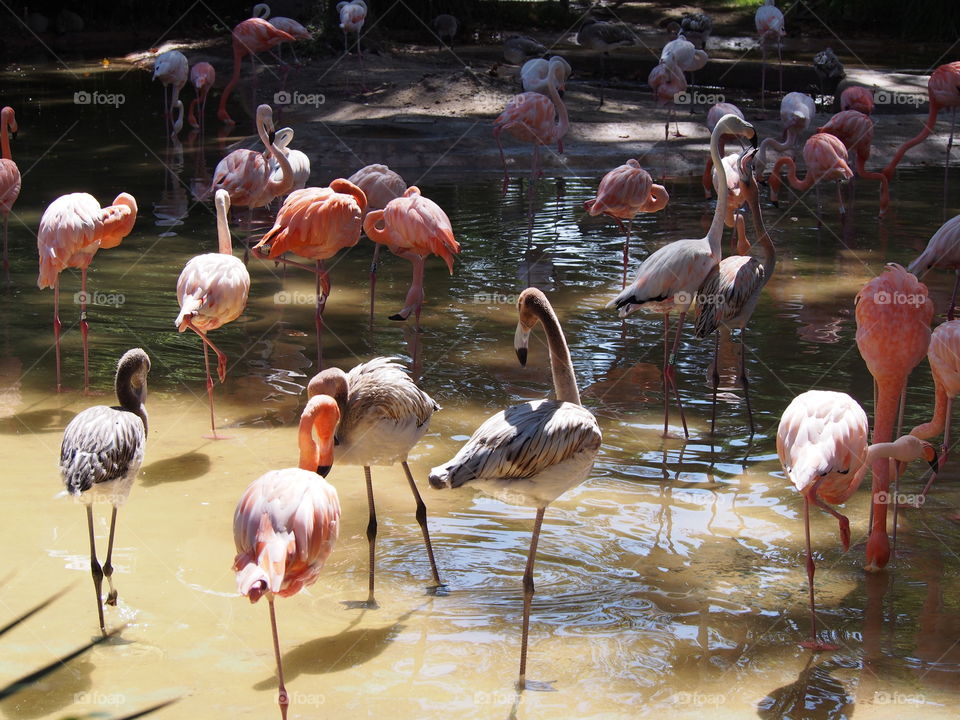 Flamingos standing in lake