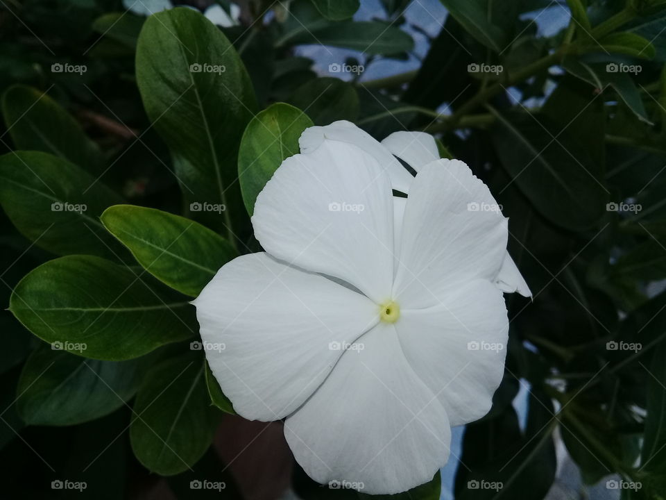 white flower