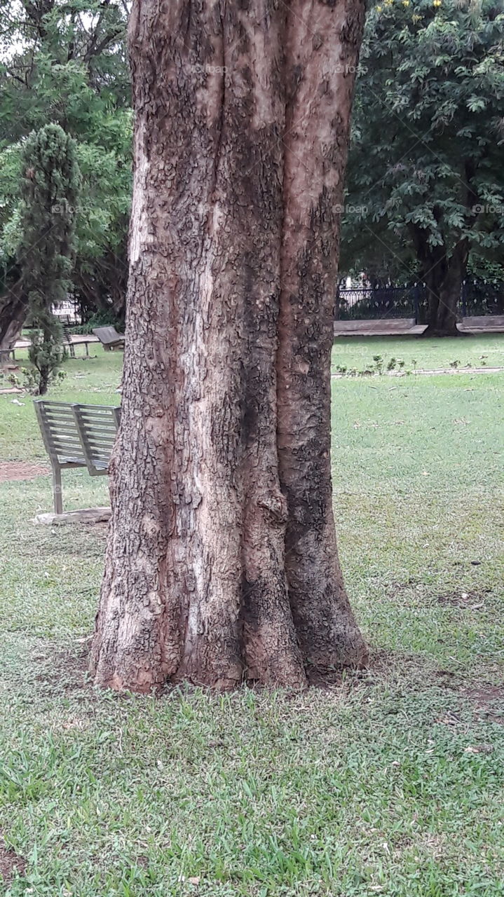 tree trunk