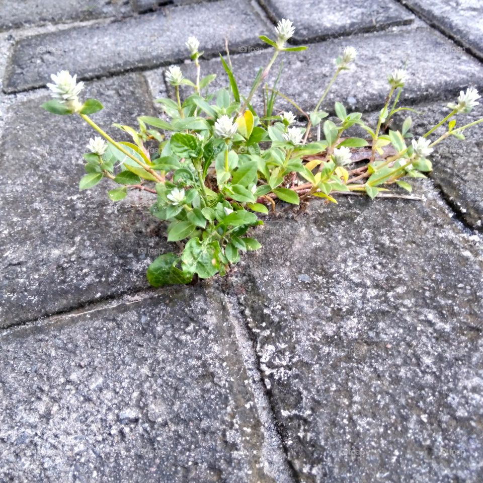 Wild flower on the park