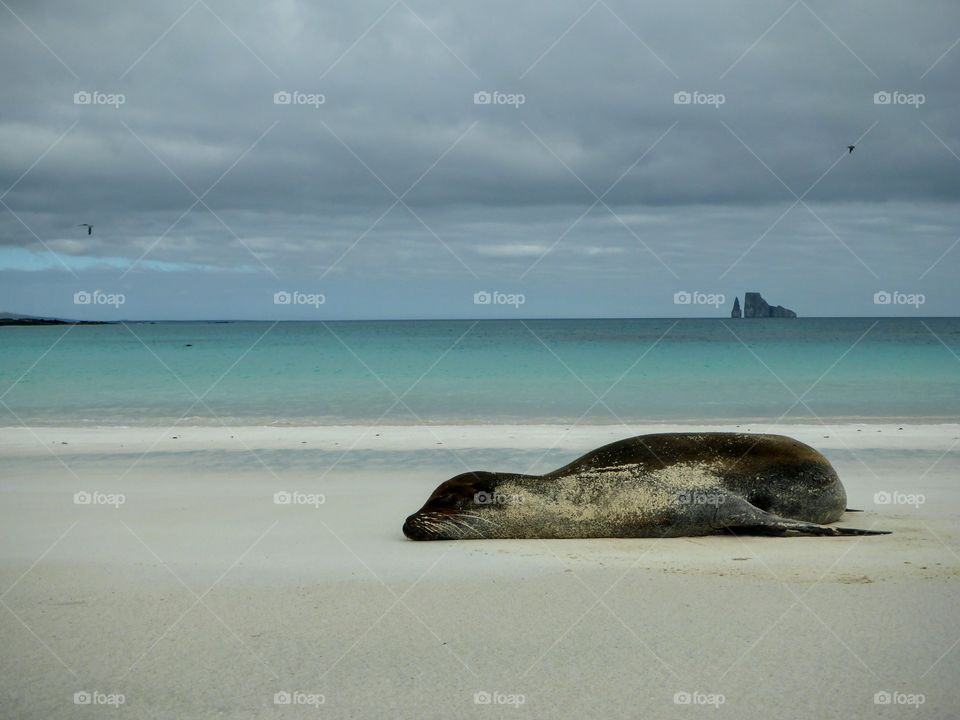 Galapagos sea lion