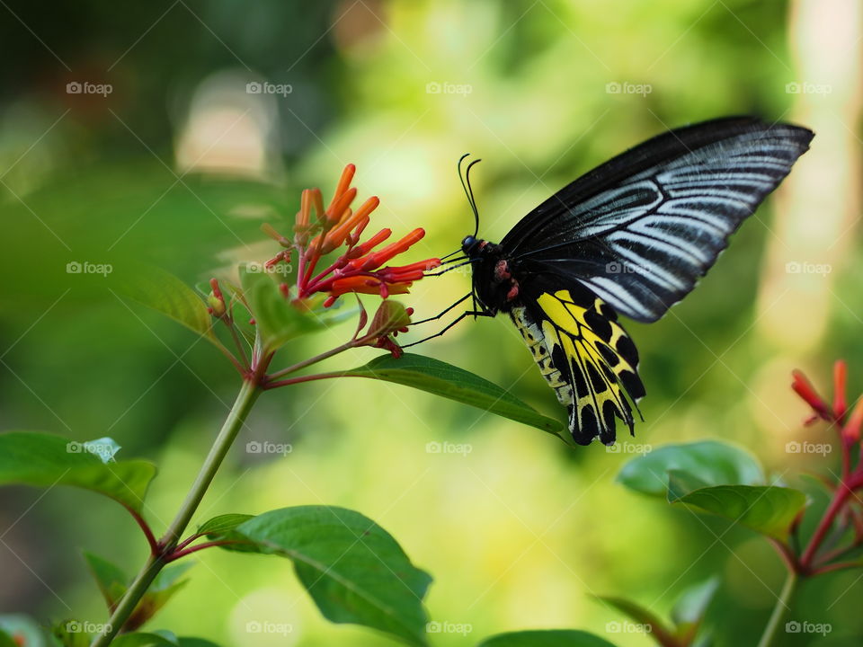 A butterfly and orange flowers. This kind of butterfly can be generally found in Thailand