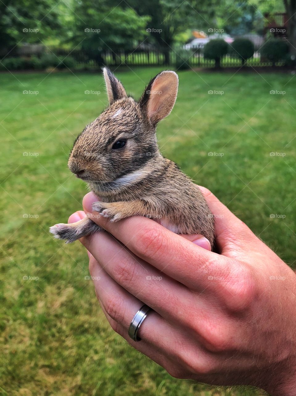 Baby Rabbit