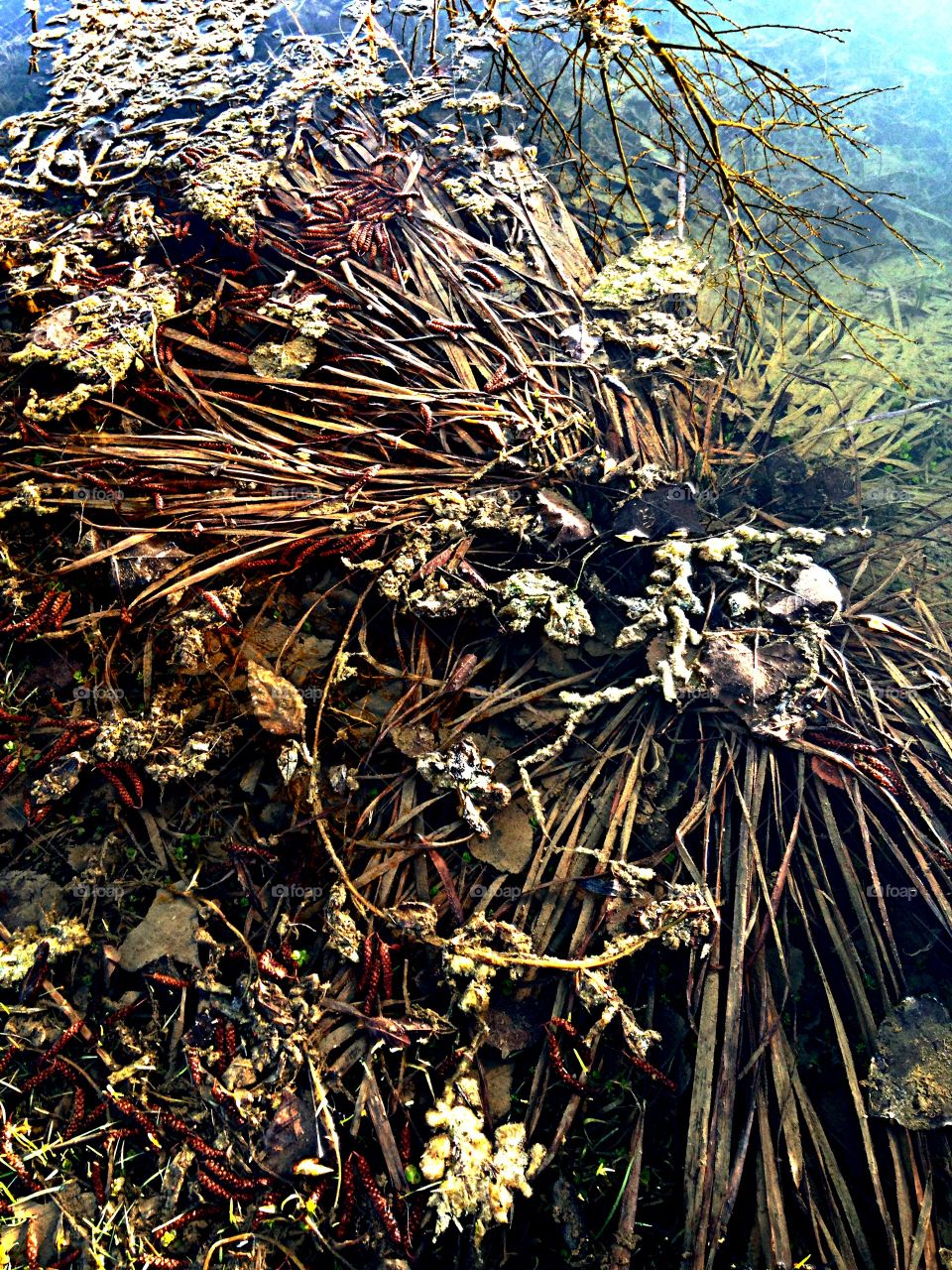 Pondside World. Stuff collecting at ponds edge