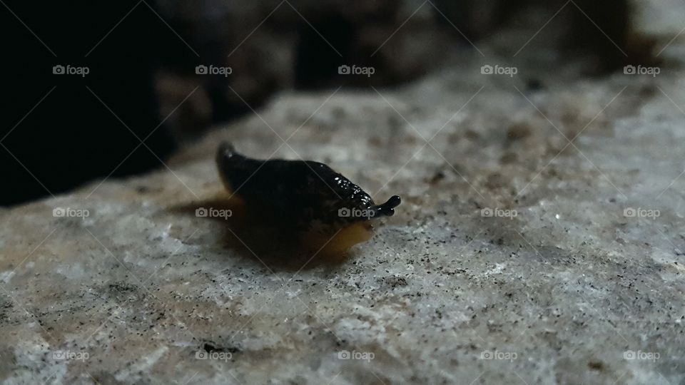 baby slug just trying to make its way as we adventure through these endless cave rocks at wolf rock