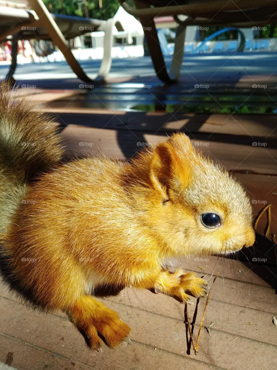 Little