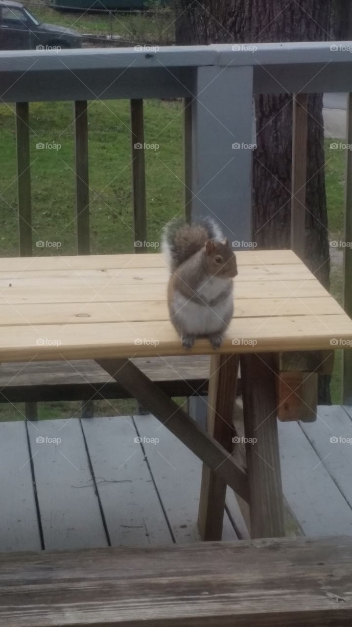 squirrel buddy waiting patiently for his dinner