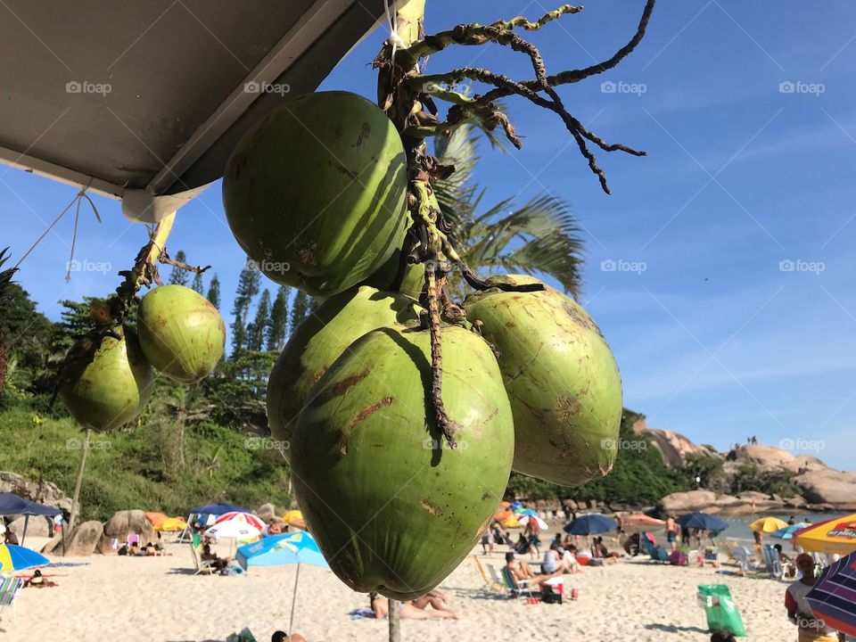 Coconut 🥥 