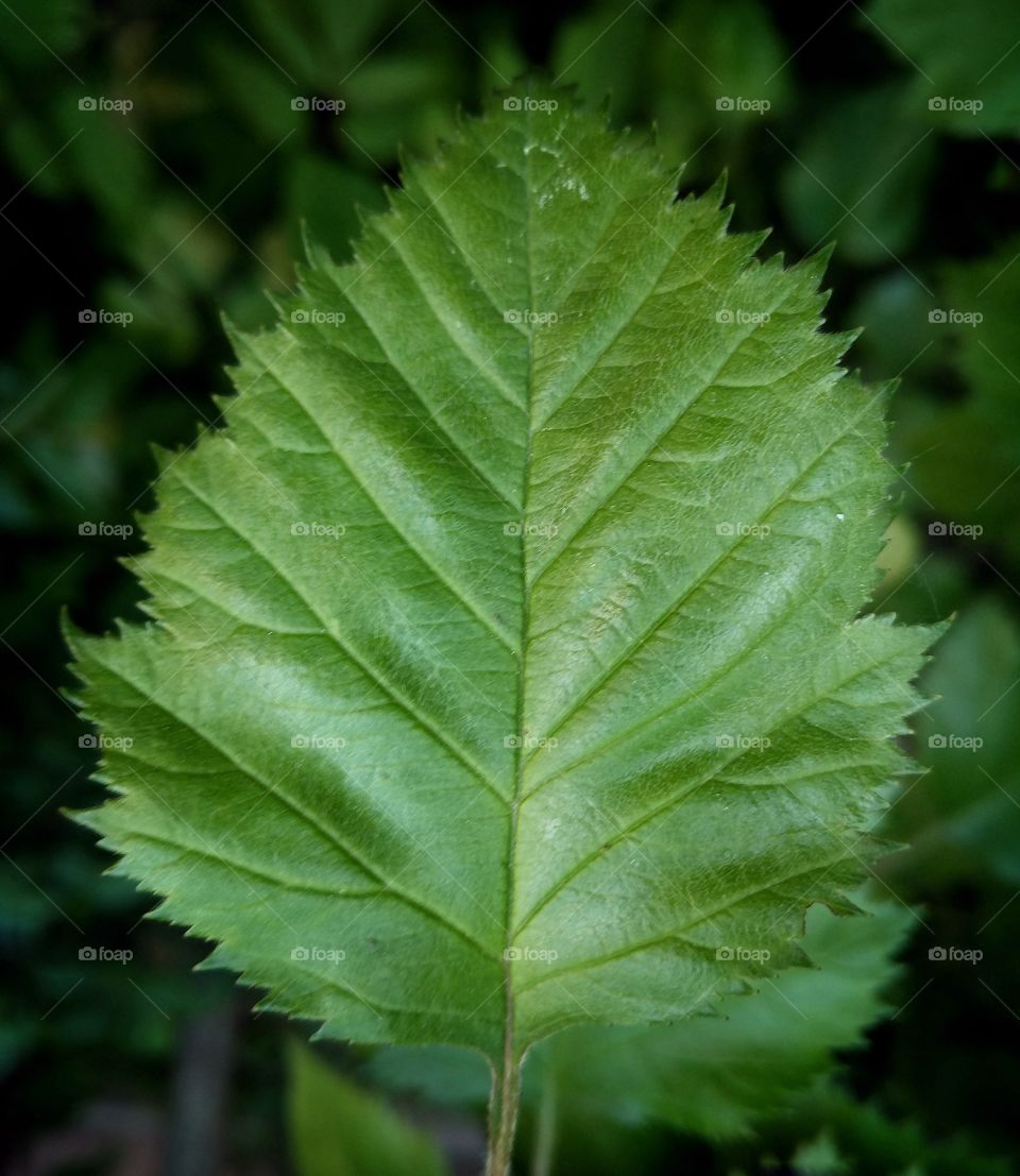 Leaf