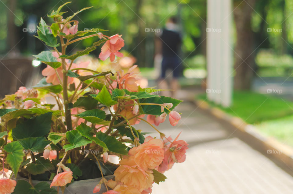 Flower, Nature, No Person, Summer, Leaf