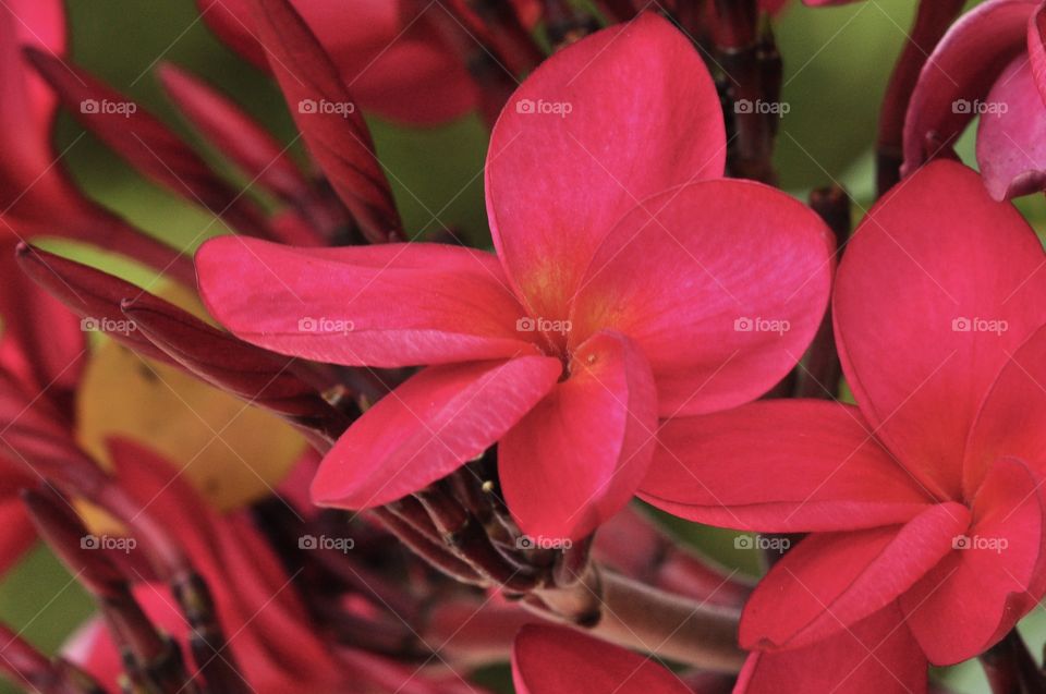 Pink frangipani 