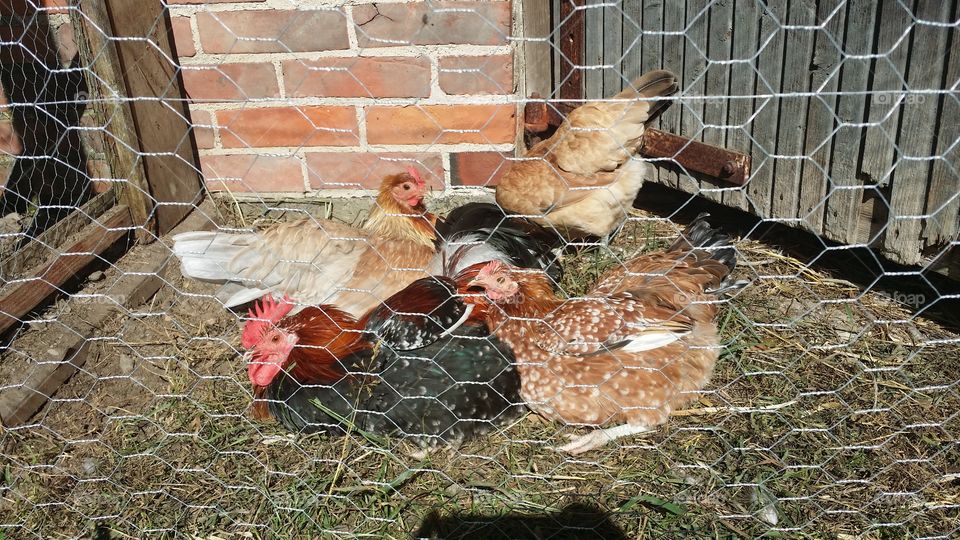 Bird, Poultry, Farm, Hen, Dame