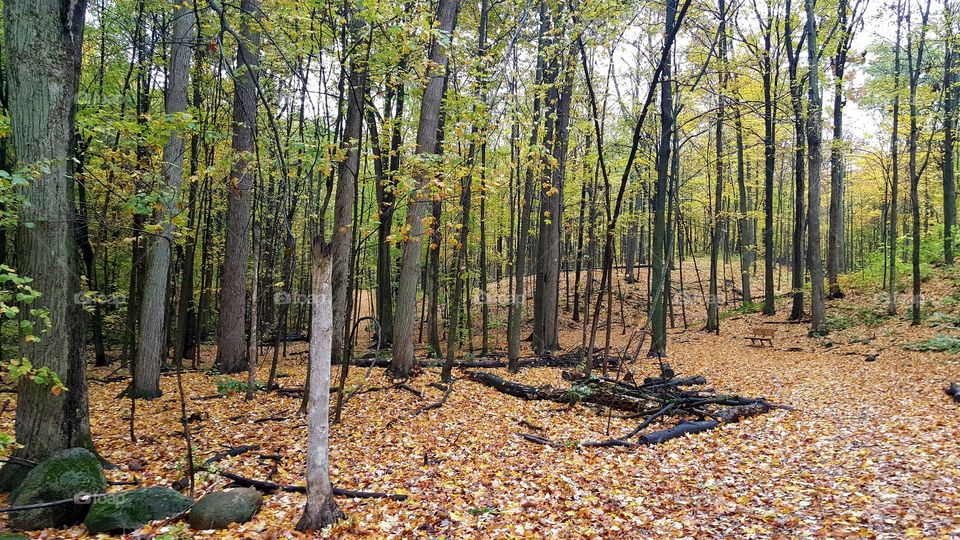 Wood, Tree, Leaf, Nature, Landscape