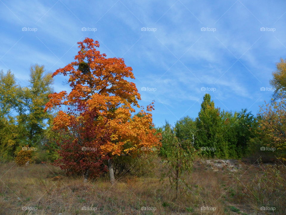 beautiful autumn