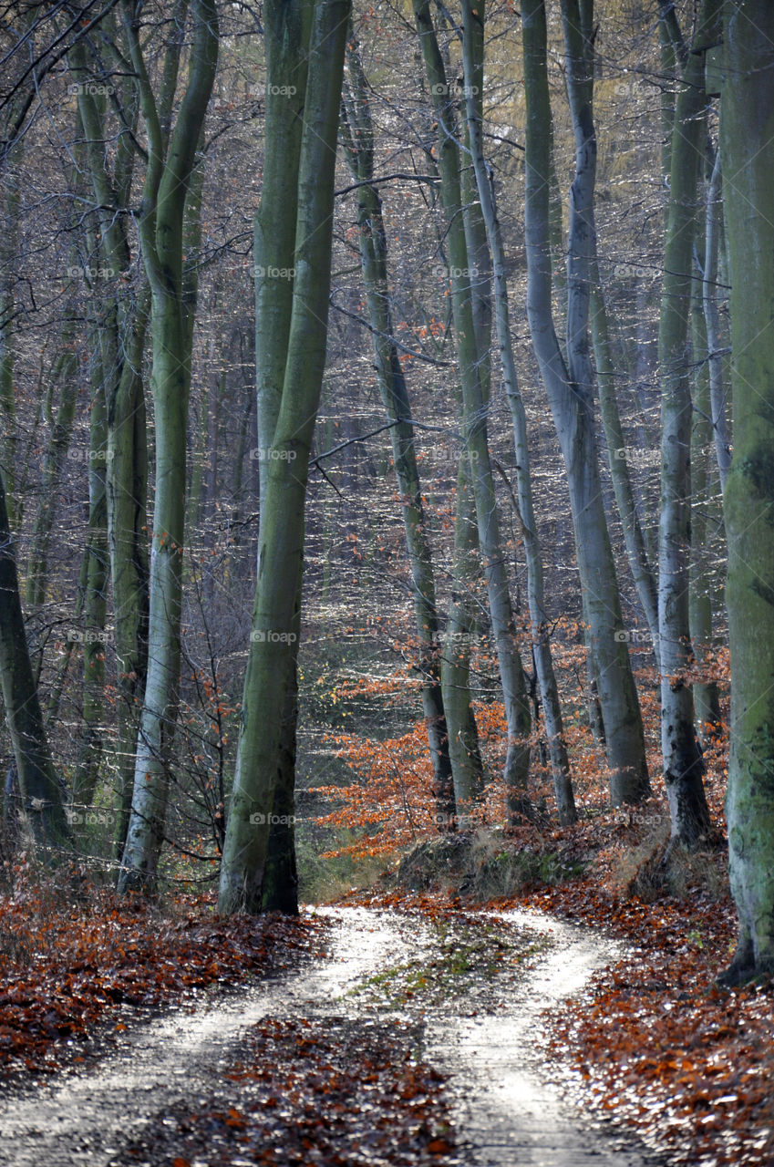 Footpath through forest during autumn