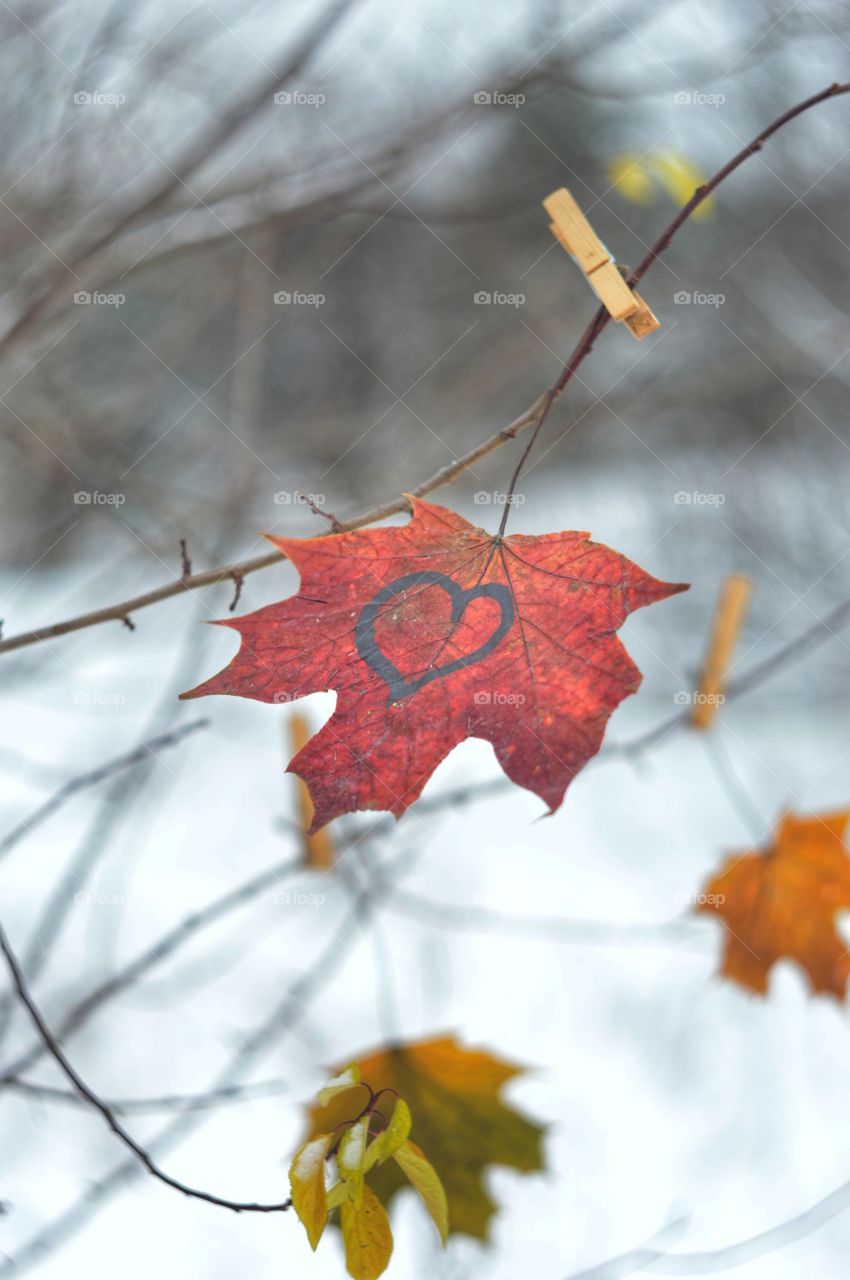 Maple leave at winter