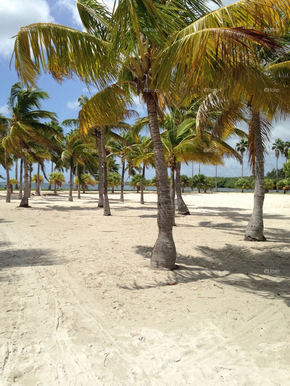 Coconut trees by the beach