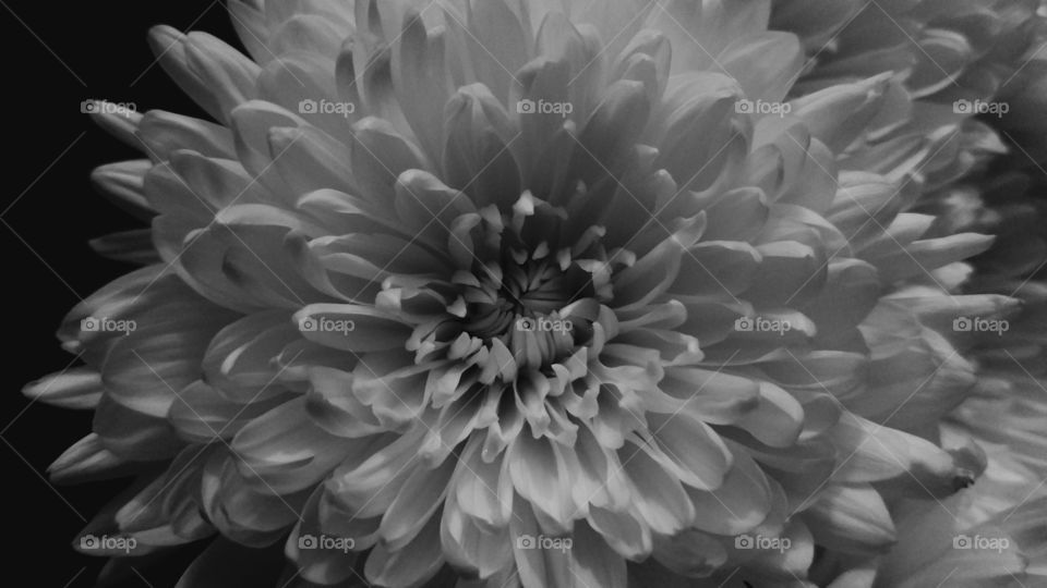 chrysanthemum