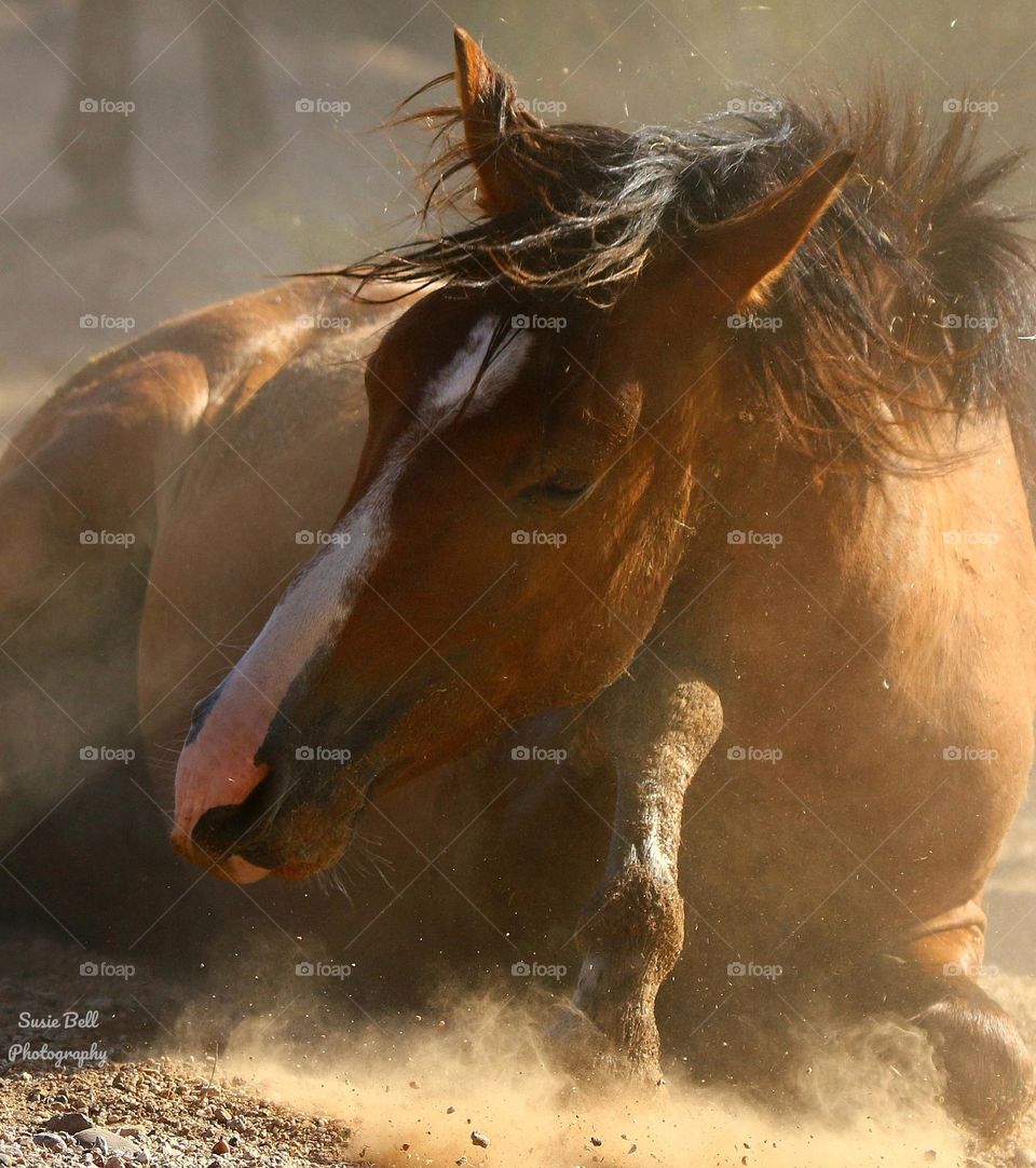Wild Horse Rolling in Dust