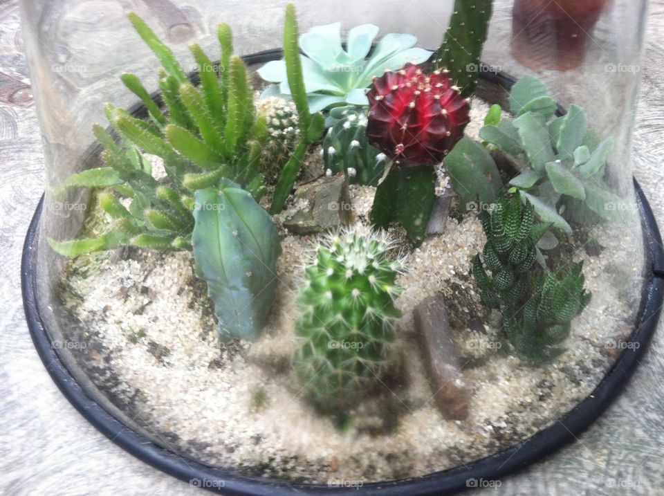 Cacti 