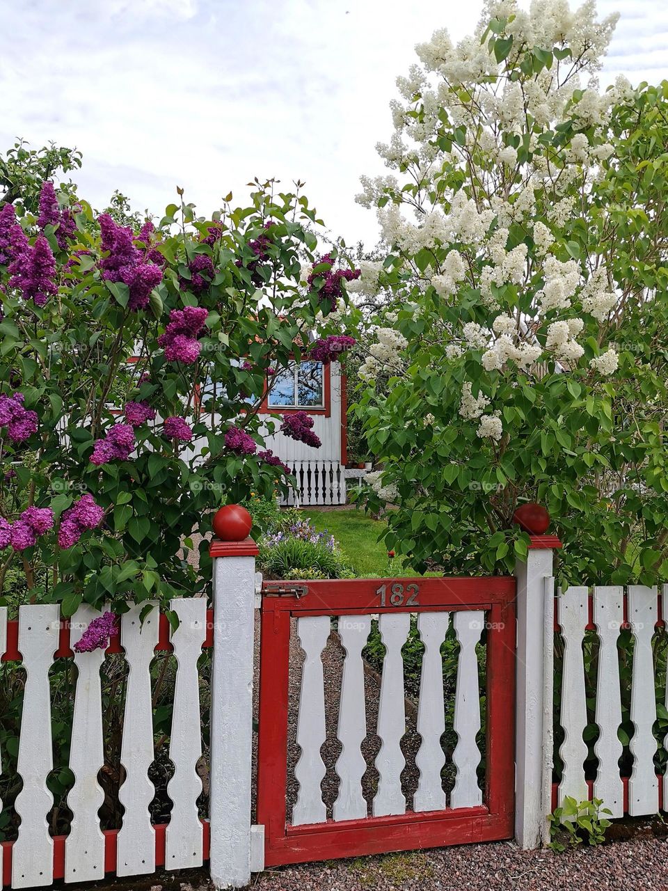 Cottage with lilacs behind the fence