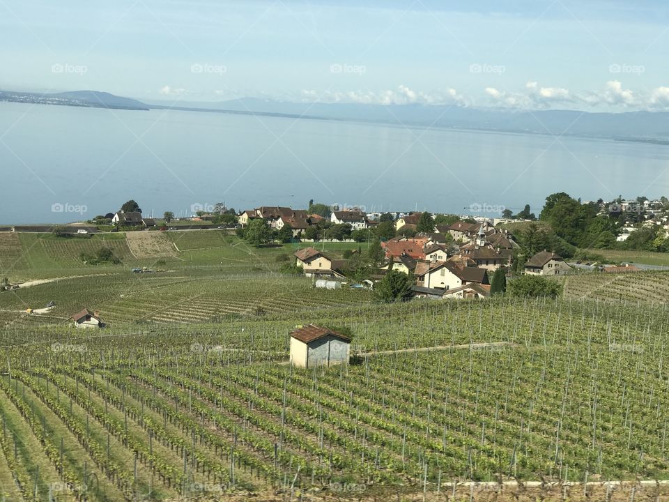 Countryside vineyards in Switzerland. 