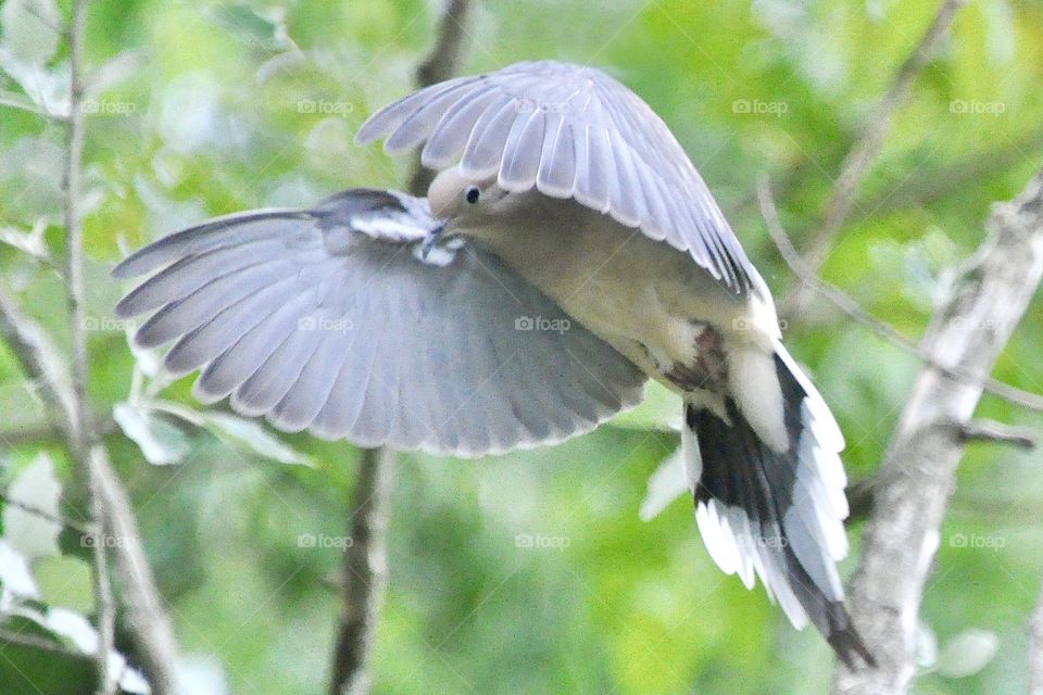 Mourning Dove with wings spread