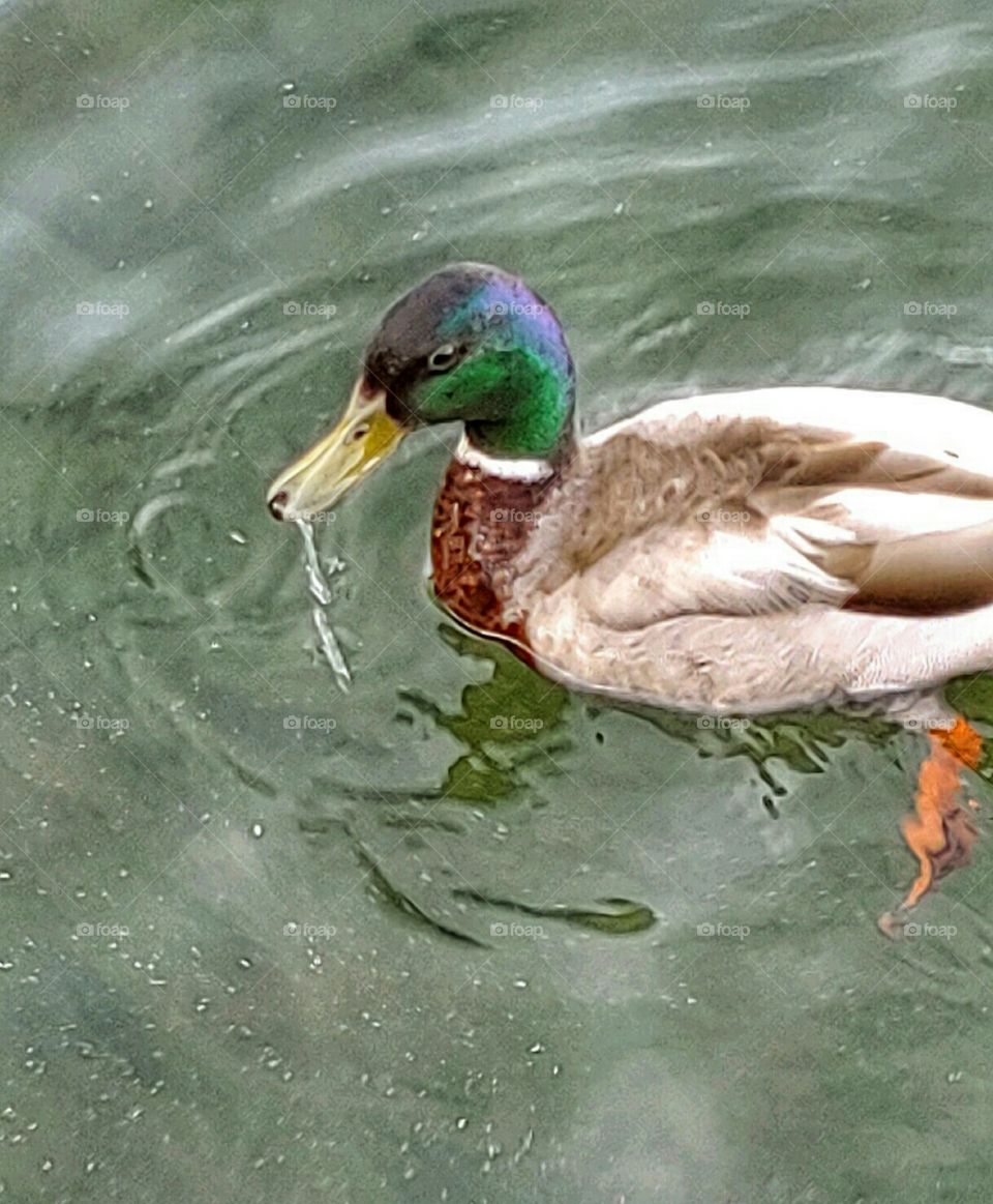 Mallard Duck!