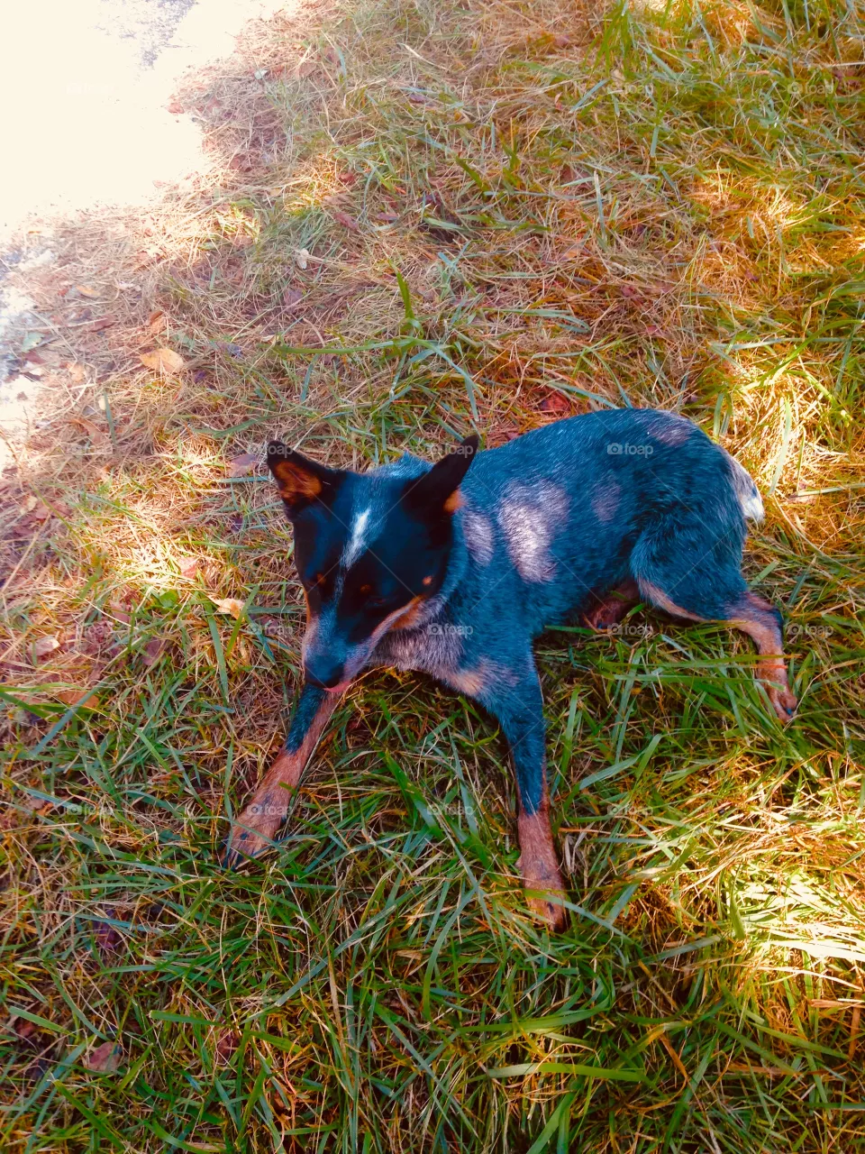 Dog
