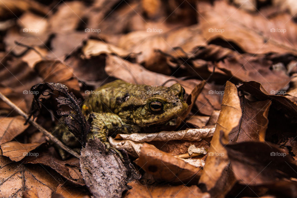 Frog. An old frog in the autumn leaves