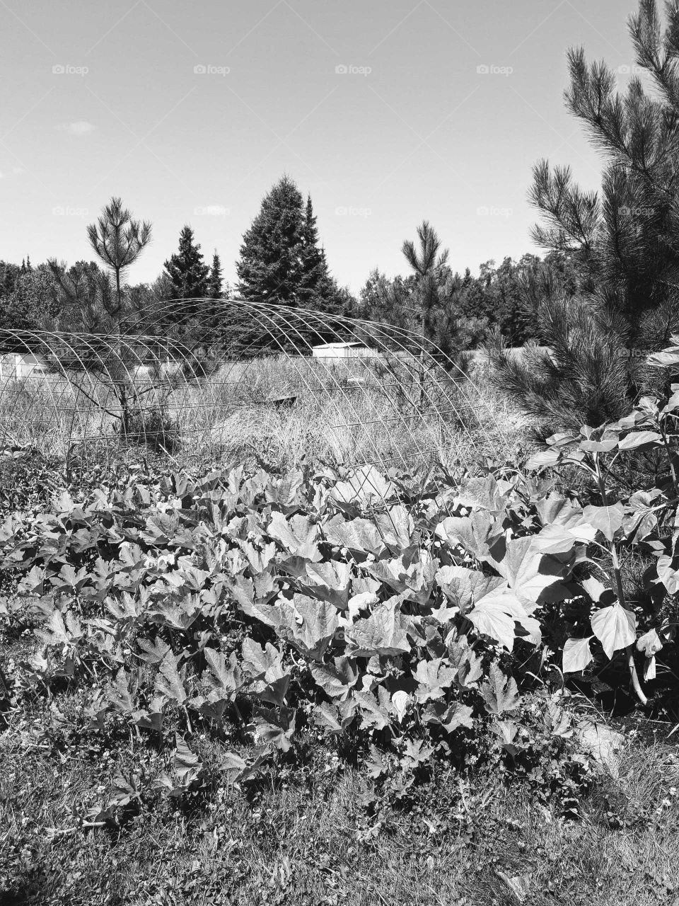 black & white garden (pumpkin patch)