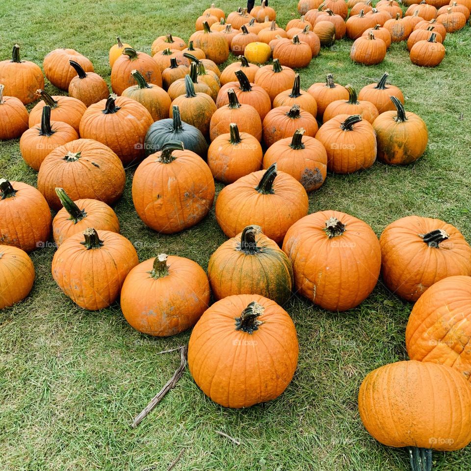 Pumpkin harvesting at the Orchard de la Savane in St-Hubert South Shore of Montreal, Quebec, Canada.
