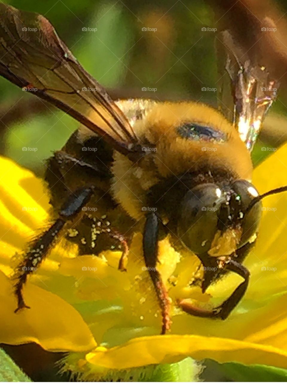 Bee gathering pollen