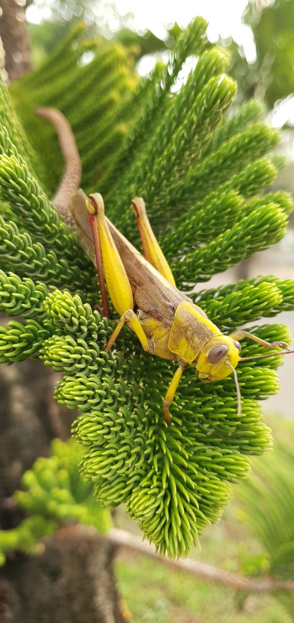 grasshopper on a pine tree leaf