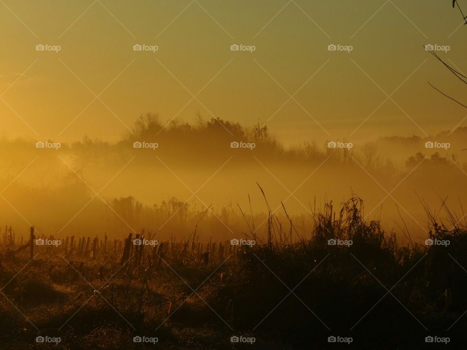 Golden field of fog