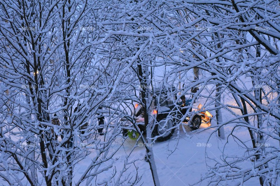 Winter, Snow, Tree, Cold, Frost