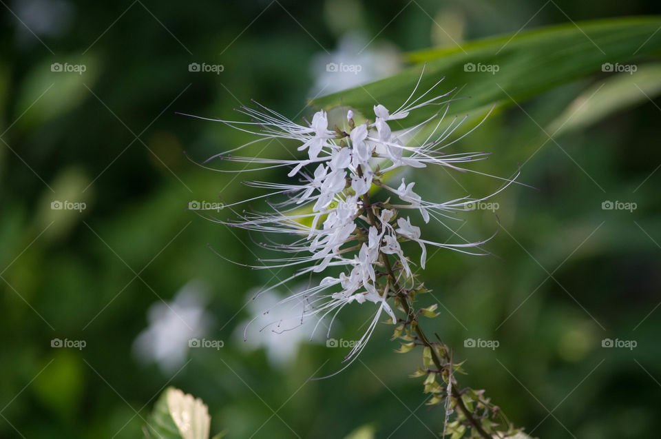 hairy white flower