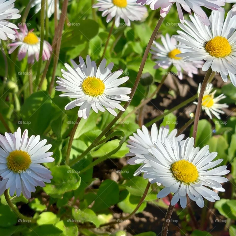 daisies