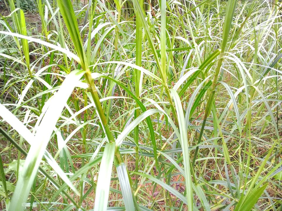Sceleria sumatrensis.This weed grows in tropical climates