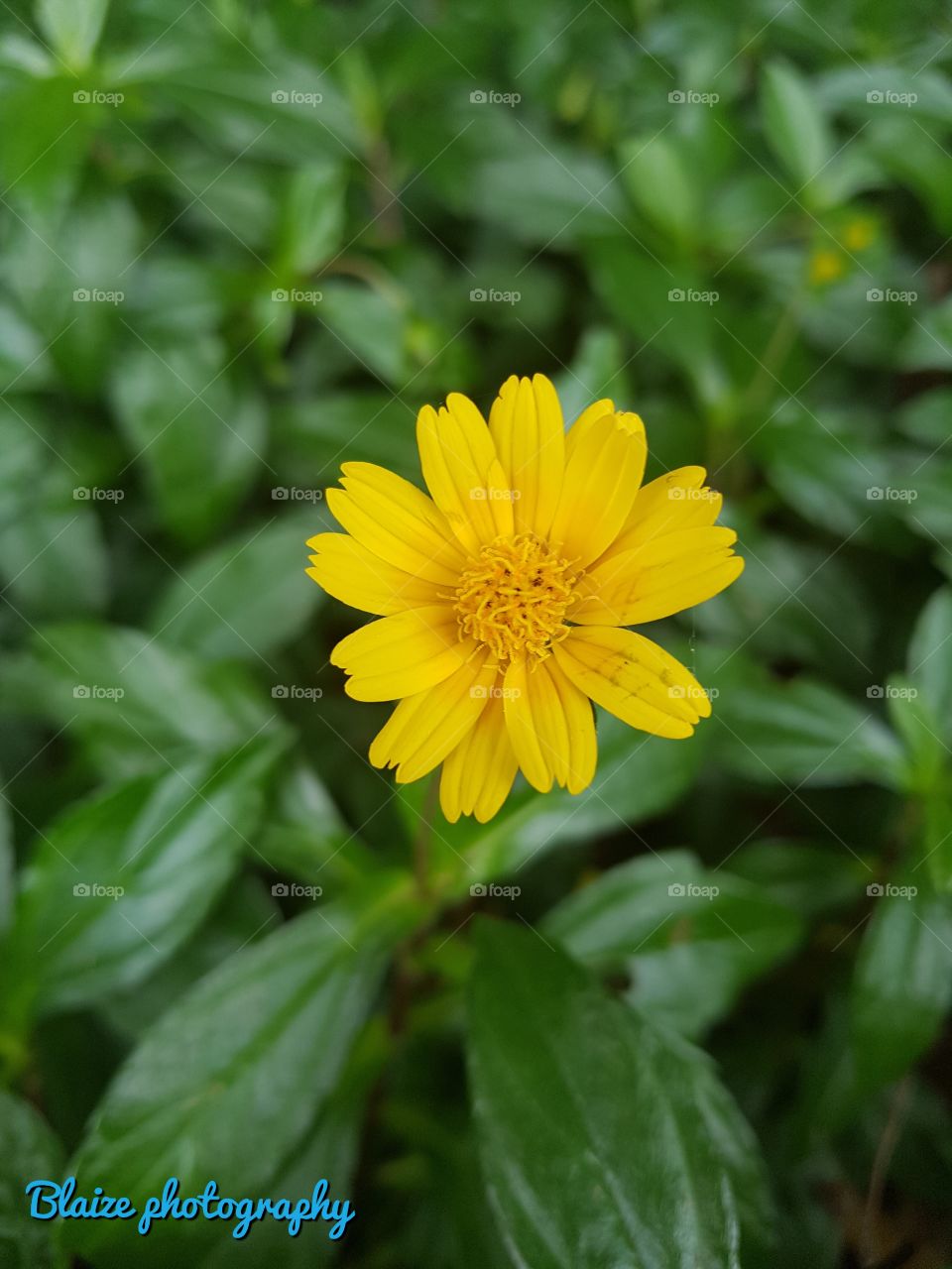 yellow flower.