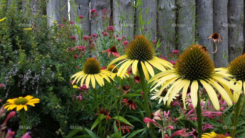 Wildflowers against a wood fence backdrop 