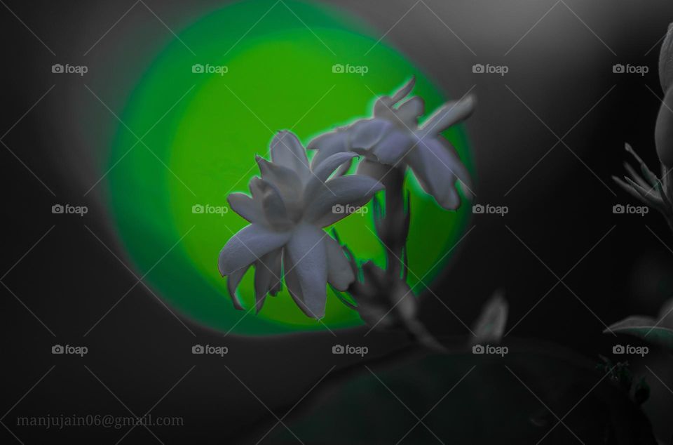 White jasmine with beautiful background