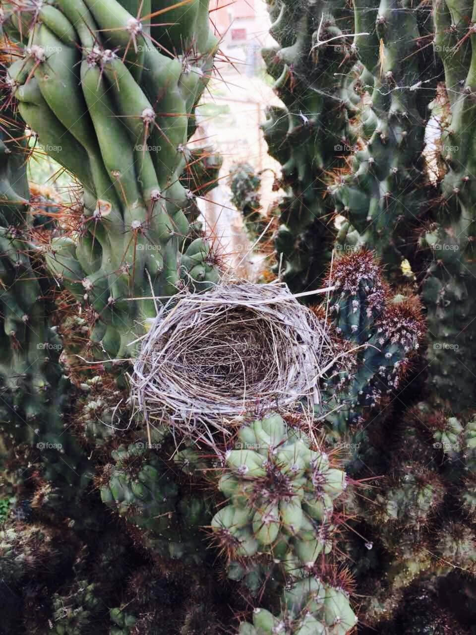A nest in a cactus