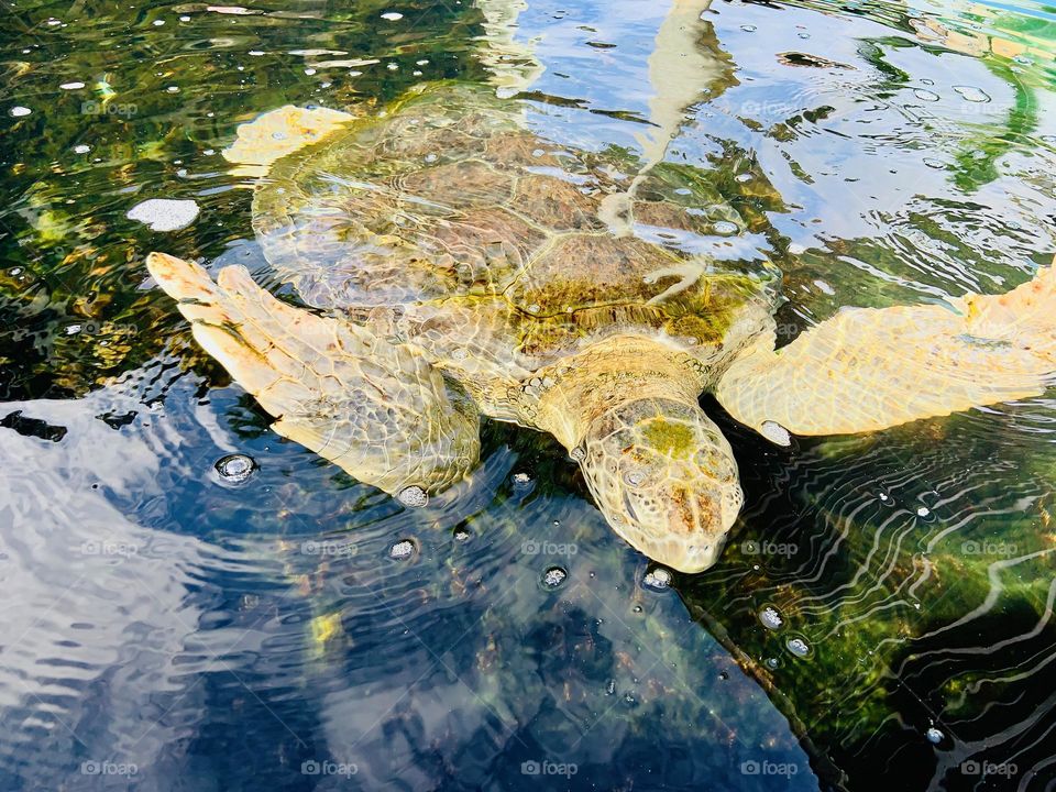 Olive turtle in the water. 