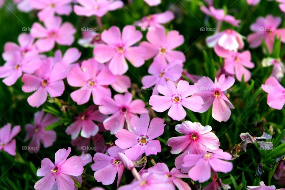 Pink Flowers 