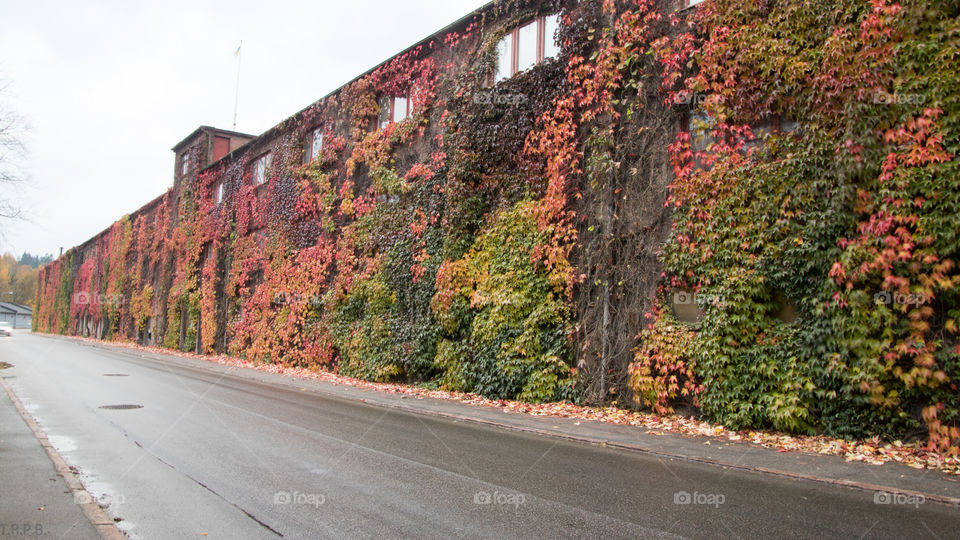 maple wall along the classic old factory Borås Sweden