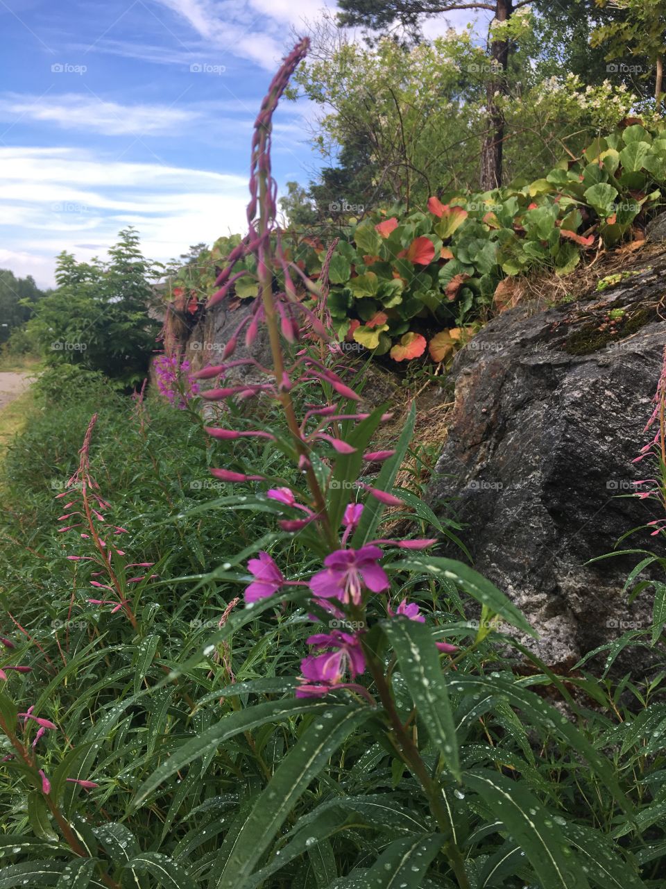 Wild flowers