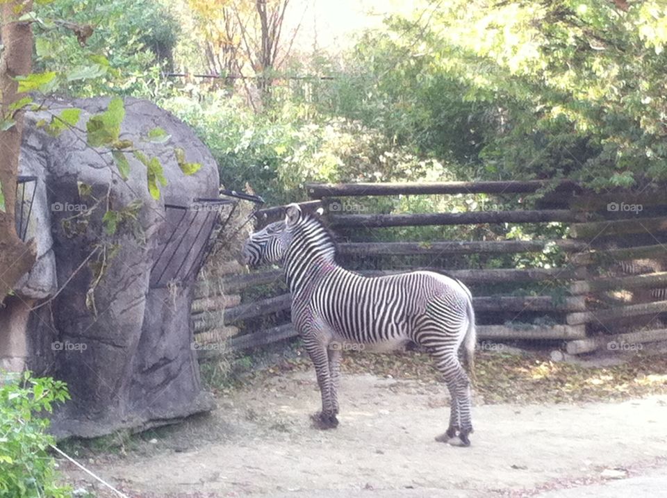 Zebra. Zebra at the zoo