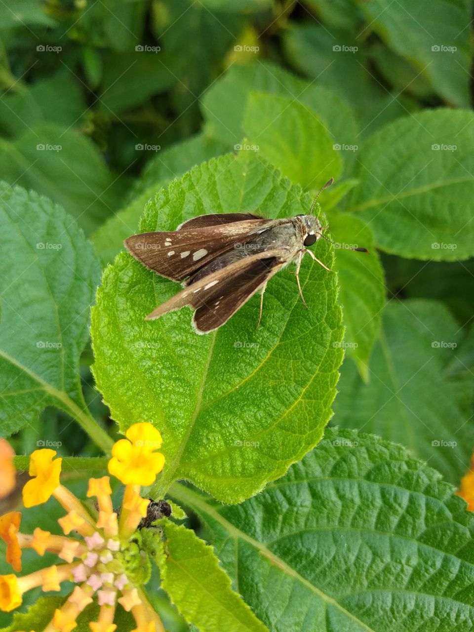 green leaves in butterfly