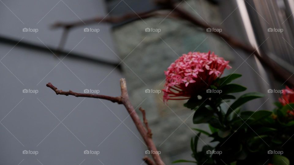 Ixora chinensis, commonly known as Chinese ixora, is a species of plant of the genus Ixora